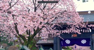 kyoto cerejeiras