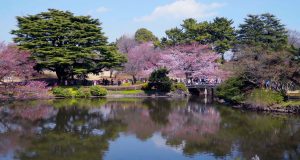 kyoto cerejeiras