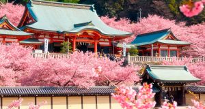 kyoto cerejeiras